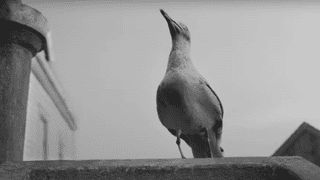 A real lighthouse keeper confirms that, yes, seagulls are as evil as they're depicted in <i>The Lighthouse</i>